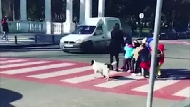 МыЗаБудущее.РФ Пес Купата — звезда грузинских соцсетей.mp4
